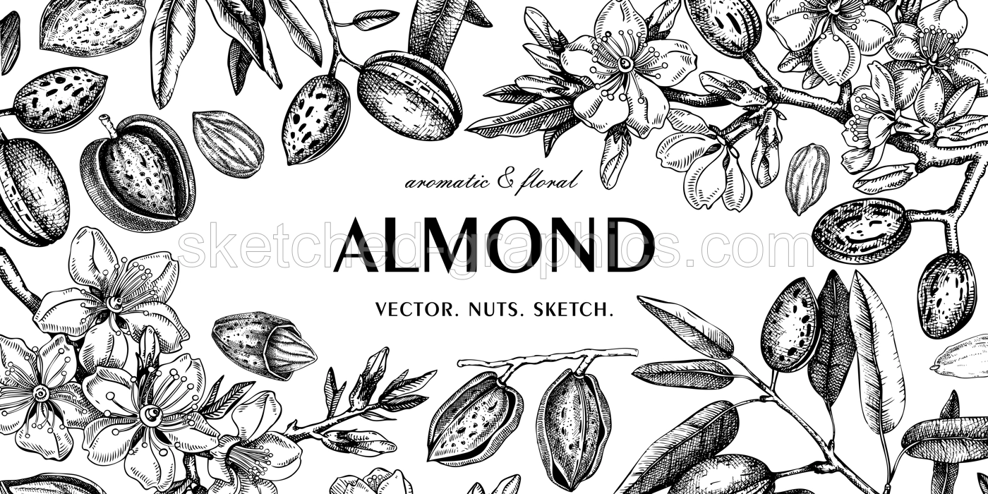 Almond background. Blooming branches, flowers, almond nut sketches. Hand drawn vector illustration. Botanical frame design. NOT AI generated Illustration